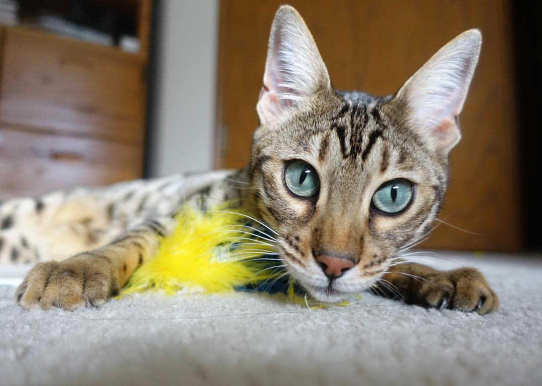 西甲比赛中高强度跑动负荷与传球质量关系的微观分析,足球高强度跑的定义