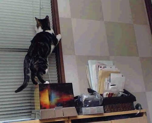 体能与技术结合的乒乓球训练模式受青睐，乒乓球运动体能训练指南