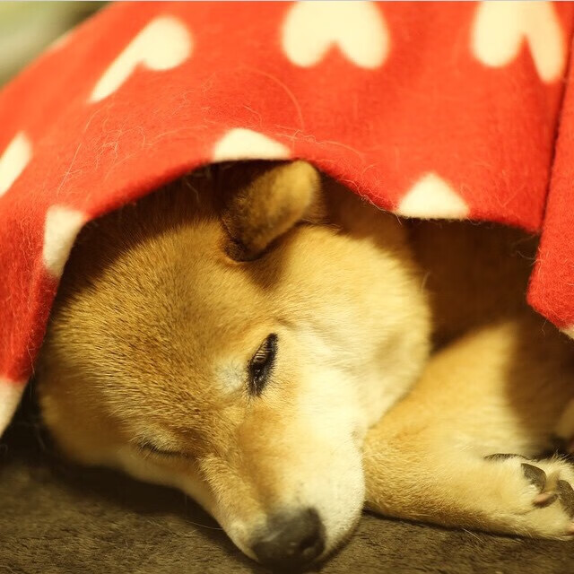 AYX体育官网-世界杯巅峰对决：激烈战斗中诞生奇迹瞬间，世界杯殿堂十大经典对决