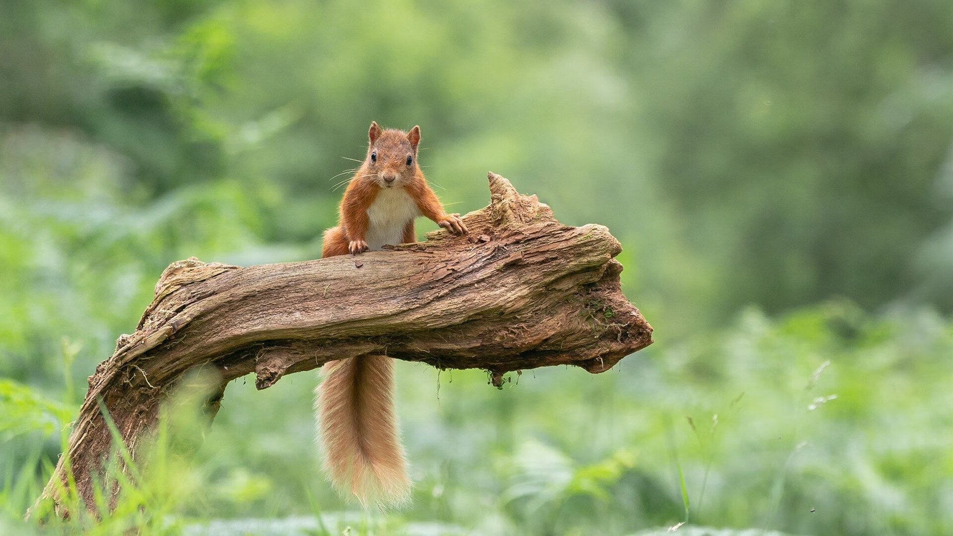 乌干达女篮在非洲锦标赛中激烈角逐，期待新突破，非洲国家乌干达