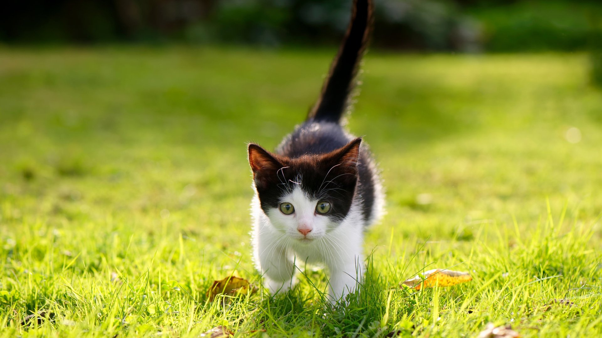 曼联高层召开发布会回应质疑，曼联最新大名单