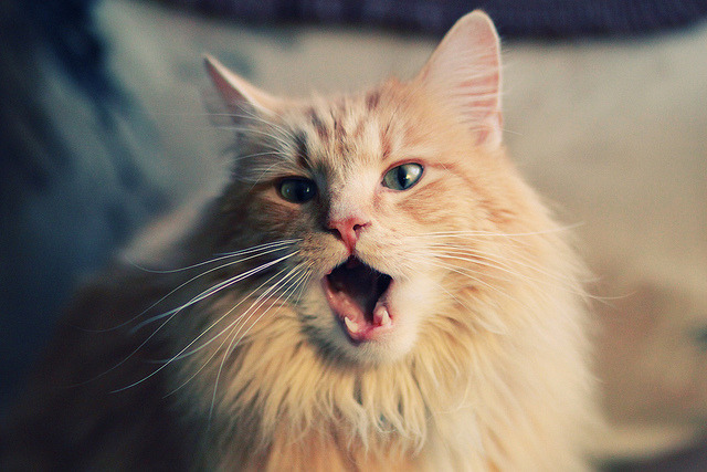 男子国家队强化阵容磨合机制提升配合默契，中国男子国家队合照