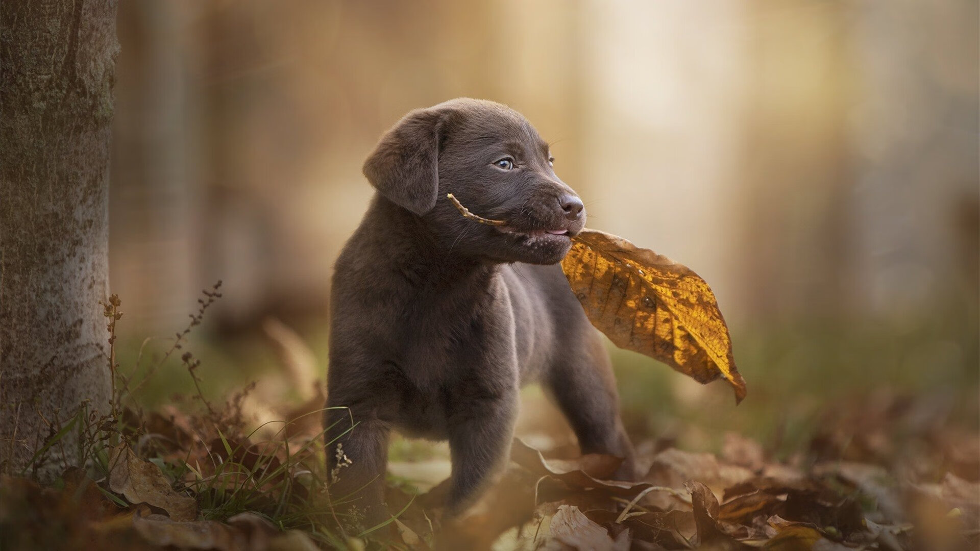 AYX官网-谢佩玲跳台赛场风采尽显未来潜力，谢佩玲广西